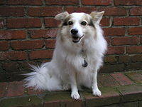 white_dog_on_bricks