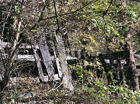 Overgrown Barn