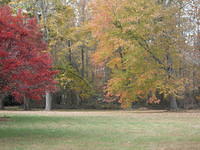 Fall Scene with grass