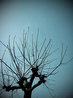 Tree and sky