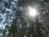 A0018 sun behind birch tree betula