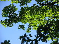 leaves overhead