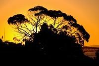 Gum Tree at Sunset