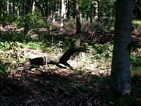 2006_0728woods0043