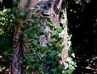 2006_0728woods0075