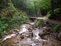 Wooden bridge in the forest