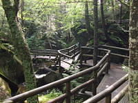 Wooden bridge in the forest