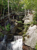 Wooden bridge in the forest