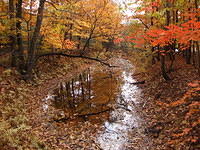 Forest at automn