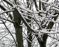 Snow Covered Branches