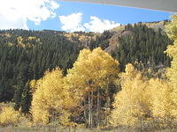 aspens