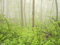 foggy_forest