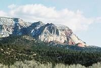 mountain with pines