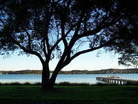 tree on the lake