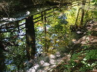 Celery_Farm-Lake-mirroring-brook