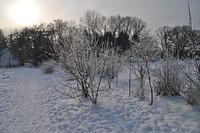 Trees under snow