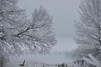 Overcast Sky with trees covered by snow and ice