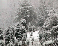 Snow Covered Hillside With Small Evergreens - 2