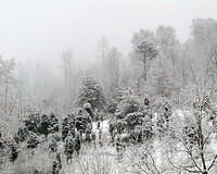 Snow Covered Hillside With Small Evergreens