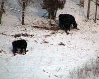 Winter Forage - Cows