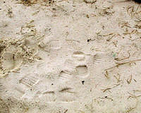 Footprints In The Sand