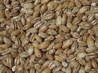 Barley grain closeup