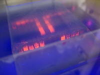 Gel electrophoresis in UV light