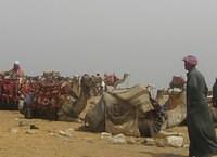 Camels sitting with the camel drivers