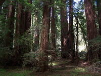 Redwoods