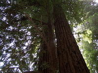 redwoods