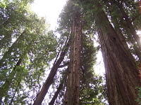 Redwoods