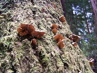 fungi on tree