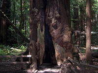 redwood tree