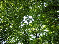 Trees and sky