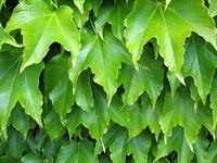 Plant leaves green