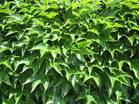 Plant leaves green wall