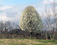 Bradford Pear Tree 2
