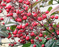 Nandina Berries