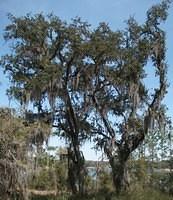 Live Oaks with spanish moss