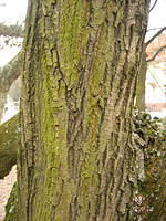 Bark rind tree plant