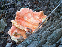 Orange fungi