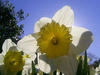 Closeup on one daffodil in sunlight...