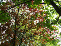 Spring Trees with blossoms