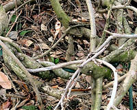 Wisteria Vines