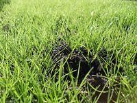 Young Grass Close Up