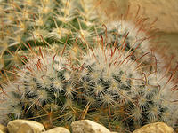 cactii