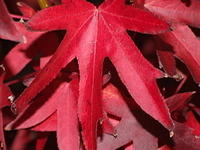 red leaves