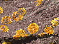 yellow moss on a rock