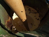 Agave Cactus with Bees