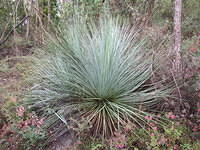 Tussock